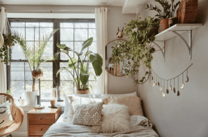 Plants in dorm room